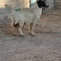 یک عددبره ماده داشتی وهیکلی ویه بزجوان داشتی