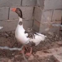 غاز جوان وسرحال