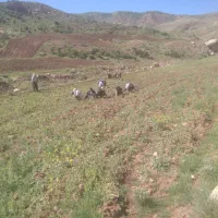 سرکارگر امور کشاورزی انبار سرد خانه آقای سنجابی