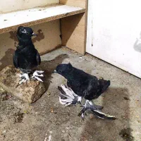 کبوتر راعبی مشکی پاپر و کاکلی