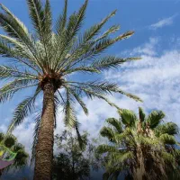 فروش نخل خرما چند ساله ثمری