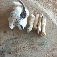 دوتا کله پاچه بز باهم ۱میلیون صیصد