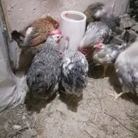 مرغ تخم گذار سالم و واکسن خورده
