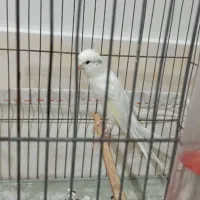 قناری رسمی بلند