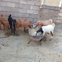 بیگ نر