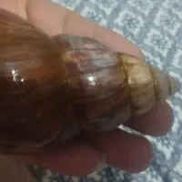 حلزون