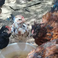 ده عددنیمچه خروس
