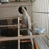 عروس هلندی ماده