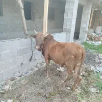 ورزا کوله چالوسی