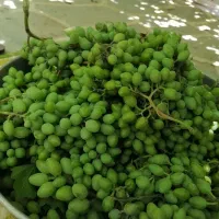 غوره تازه ده بالا