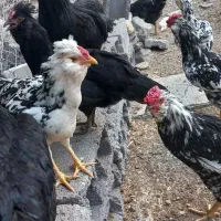 تعدادی مرغ و خروس گلین