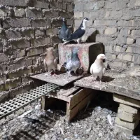 کبوتر رنگی