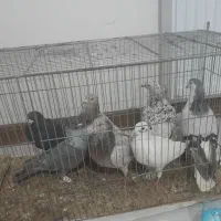 کفتر|حیوانات|بجنورد, |دیوار