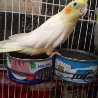 عروس هلندی
