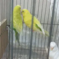 مرغ عشق|پرنده|ایذه, |دیوار