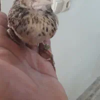 پرنده
