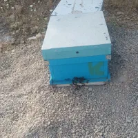 فروش 60کندو زنبور عسل قوی و سالم