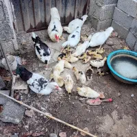 اردک ها و جوجه هایشان اسرائیلی