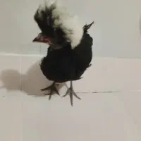 جوجه سلطان..واکسن خورده ..