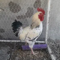 خروس گوشتی ۹ ماهه