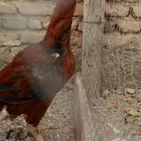 سلام فروش یک عدد خروس لاری بفرس میرسد