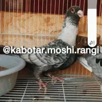ازین ذات حیوون گم کردم