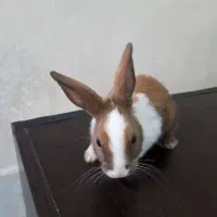 خرگوش