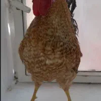 خروس فروشی سالم