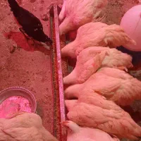 مرغ گوشتی