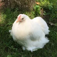 جوجه درجه یک  خریدکنی مشتری دائم میشی