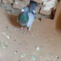ا کفتر