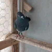 کبوتر