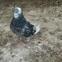 سرور|پرنده|سمنان, |دیوار