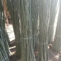 نهال بهروزنهال|خدمات باغبانی و درختکاری|الیگودرز, |دیوار