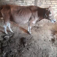 گاوشیری خوش رخ