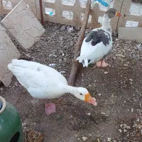 غاز اصیل و یک عدد مرغ تخم گذار
