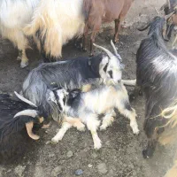 نیازمند بز نیمه مندالی