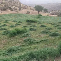 یونجه