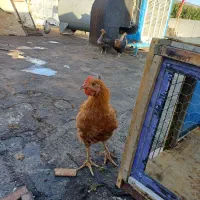 مرغ وخروس