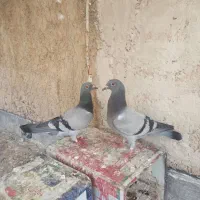 سوز|پرنده|کازرون, |دیوار
