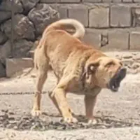 سگ گله ای و نگهبان شدید
