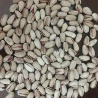 پسته اکبری