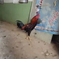 خروس لاری