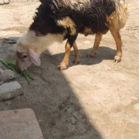 قورچ پلنگی