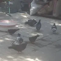 کبوتر ده عدد یکجا