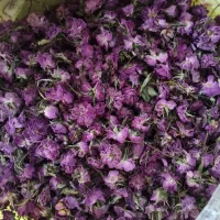 گل محمدی تازه