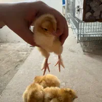جوجه پاپر