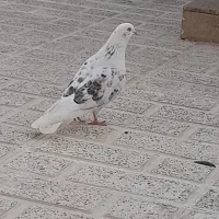 کبوتر|پرنده|ایوان, |دیوار