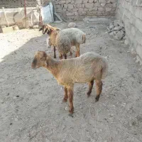 بره‌نر|حیوانات مزرعه|شیروان (خراسان), |دیوار