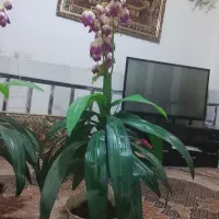 درختچه مصنوعی